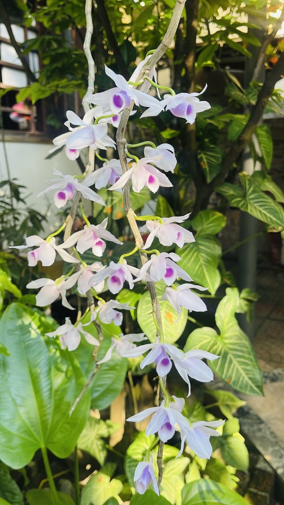 IMG_0285.jpeg