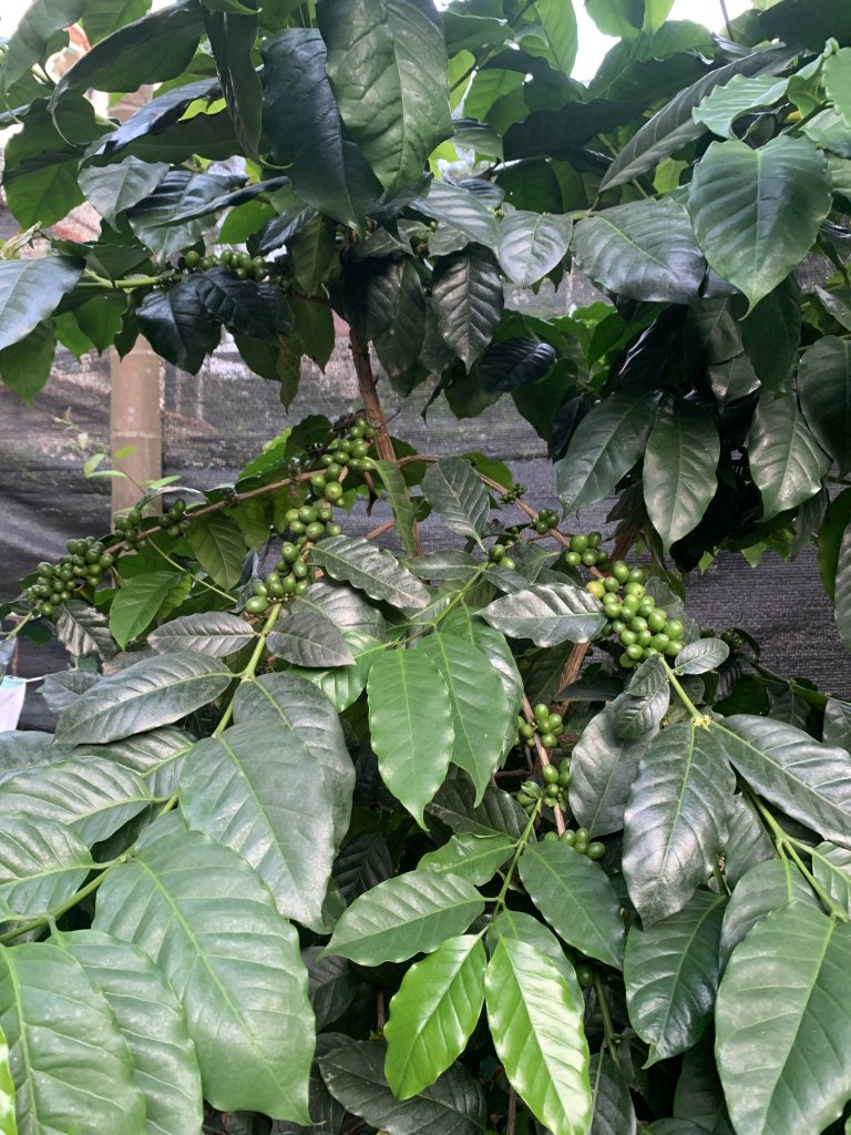IMG_7616.jpeg