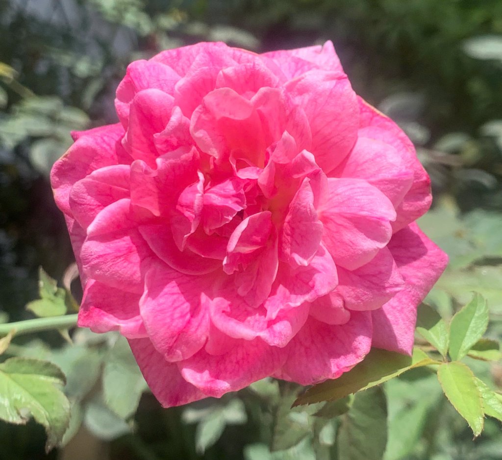 Rose.jpg