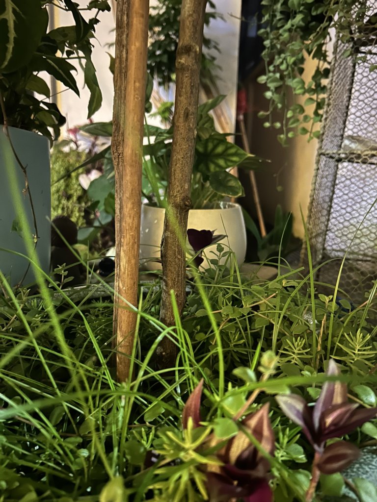 IMG_0738.jpeg