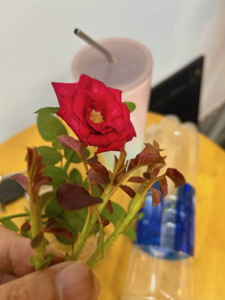 IMG_0600.jpeg