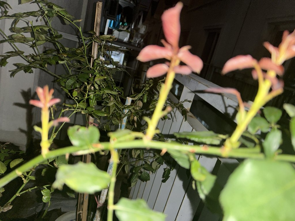IMG_0599.jpeg