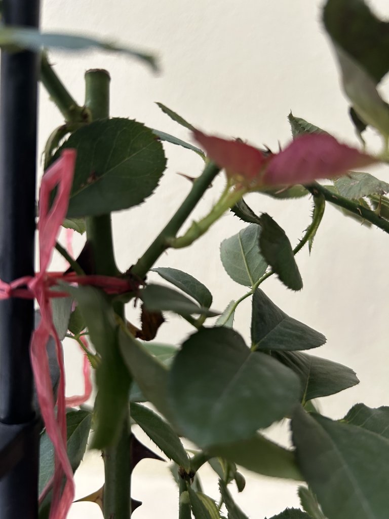 IMG_0745.jpeg