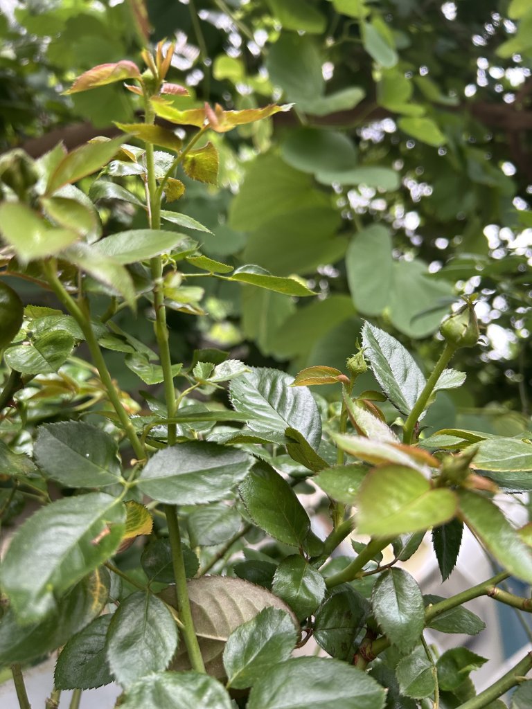 IMG_0749.jpeg