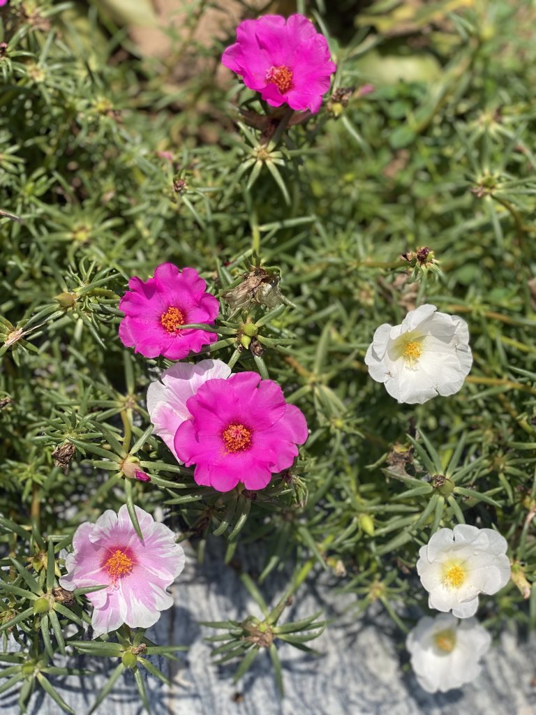 IMG_3256.jpeg