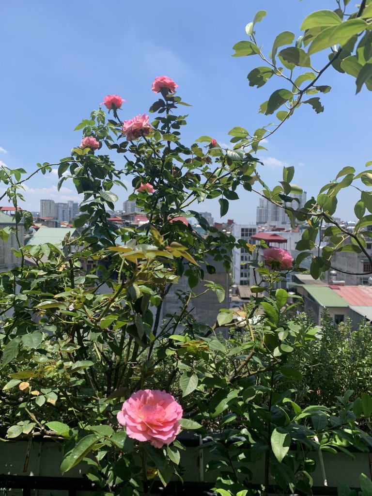IMG_9253.jpeg