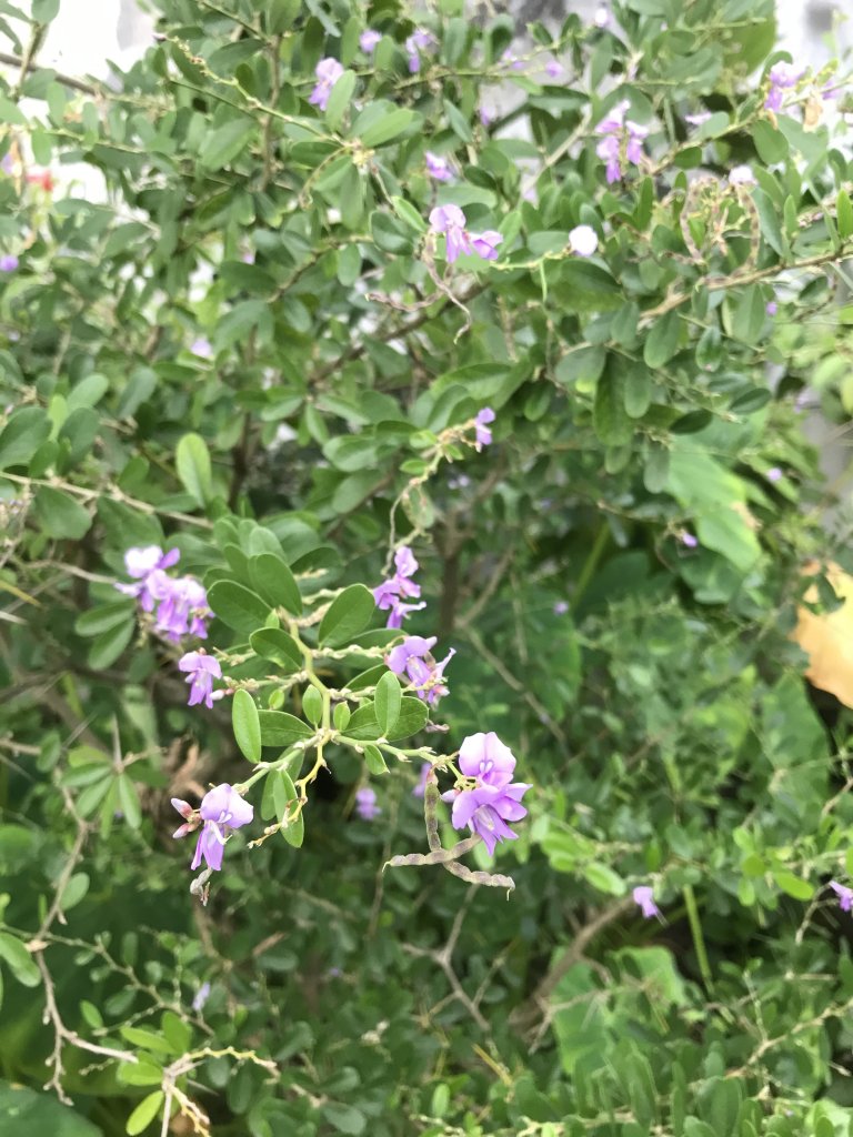99141A07-7696-4AA4-B7E5-AD7308FD8974.jpeg