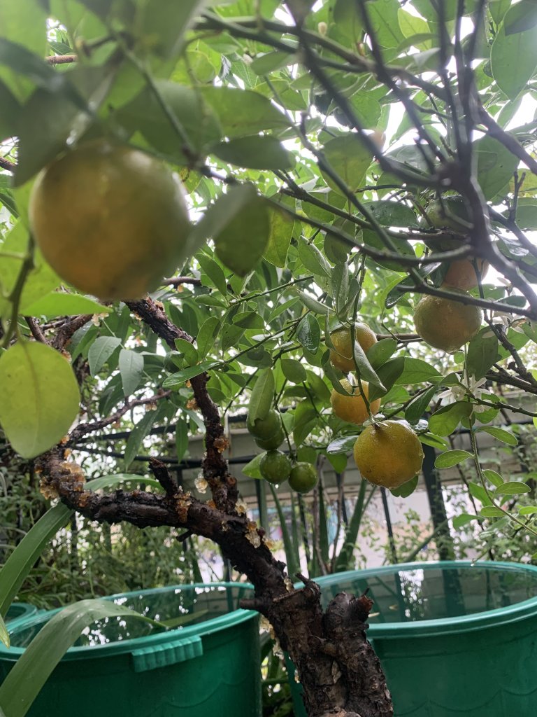 IMG_1076.jpeg