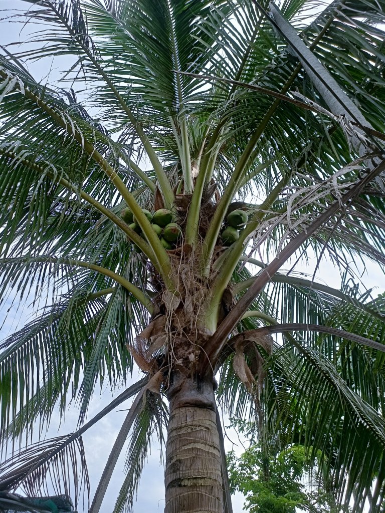 IMG20250706065655.jpg