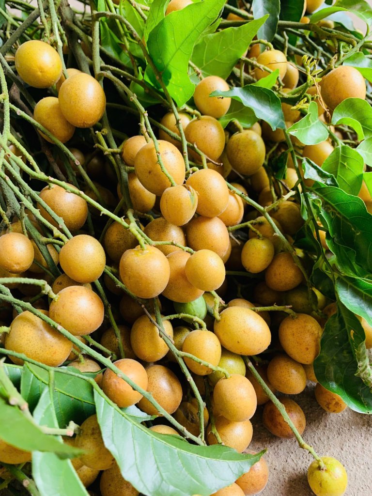 quất hồng bì.jpg