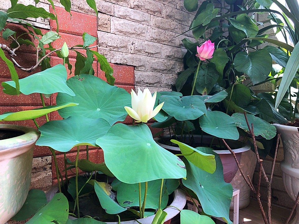 IMG_3126.jpeg