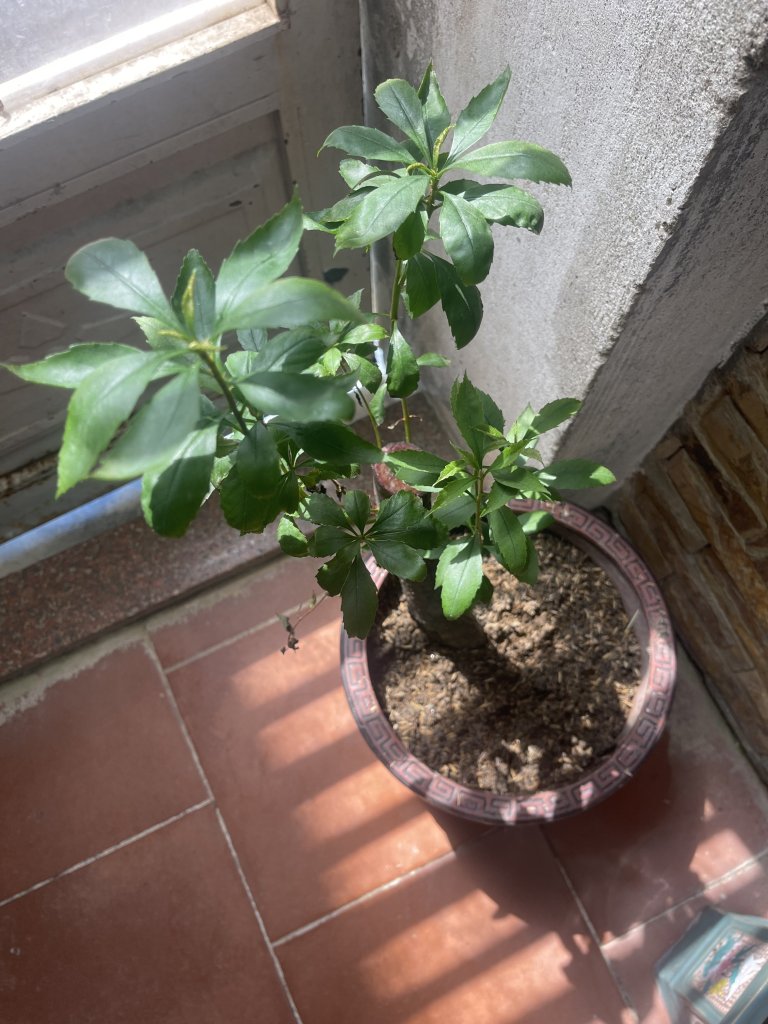 IMG_3187.jpeg