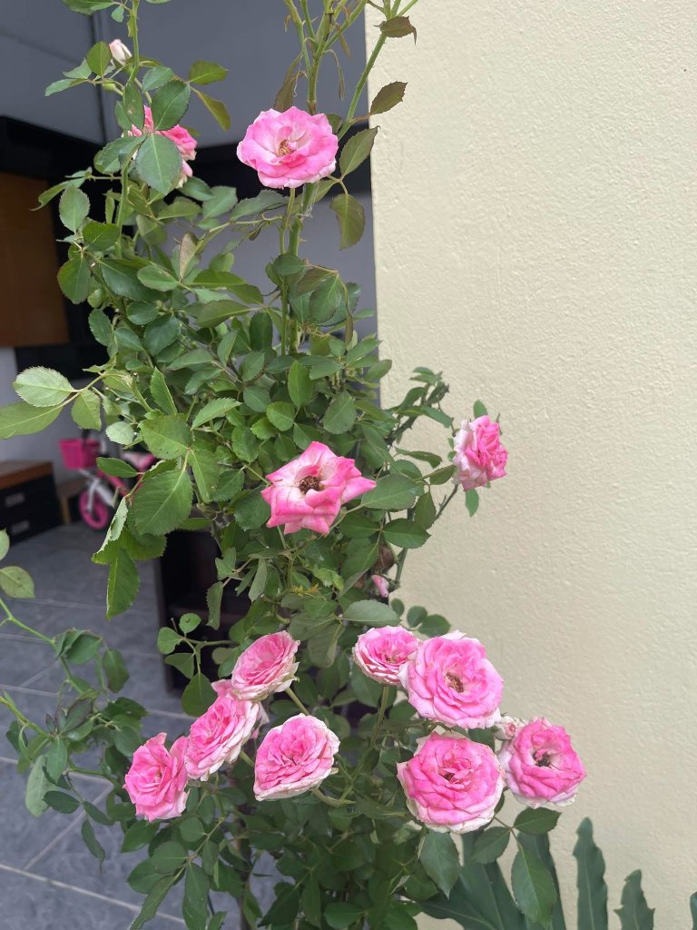 IMG_0810.jpeg