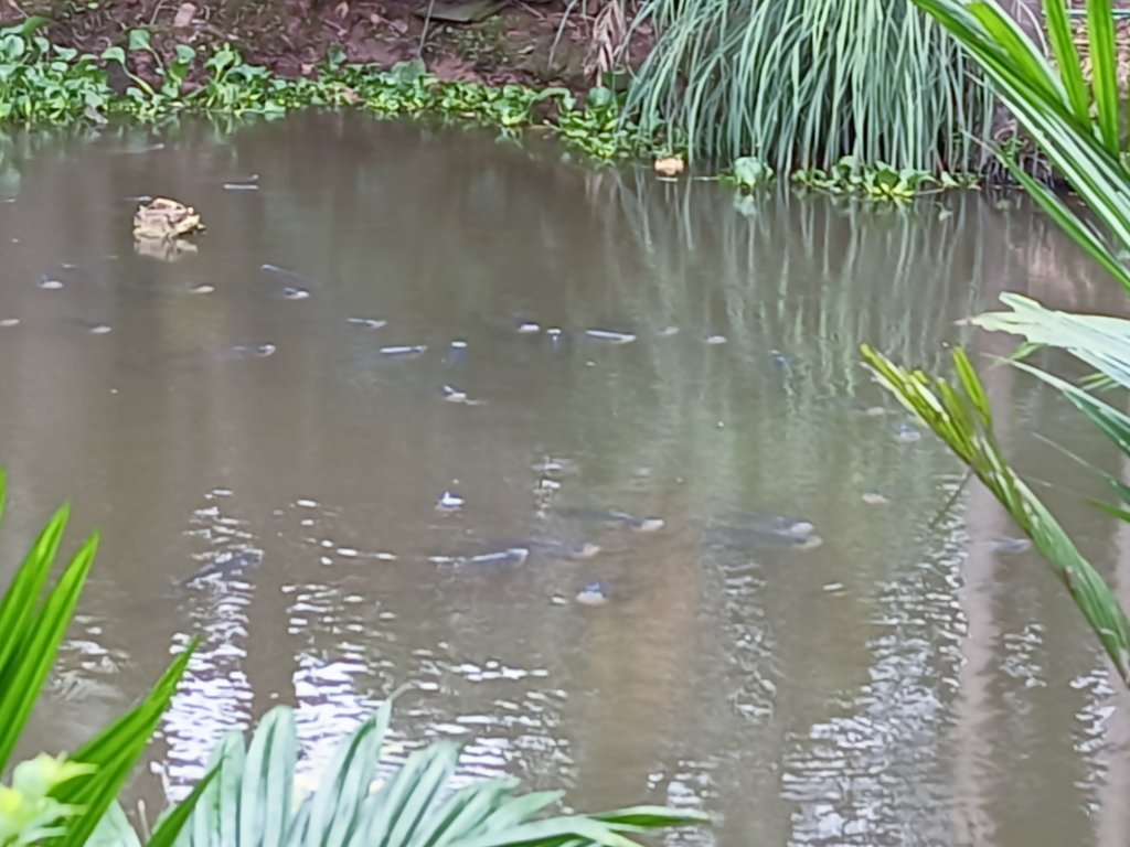IMG20250706061153.jpg