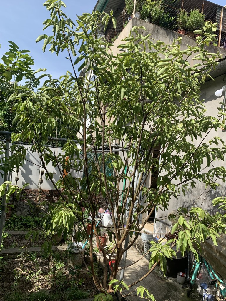 IMG_9381.jpeg