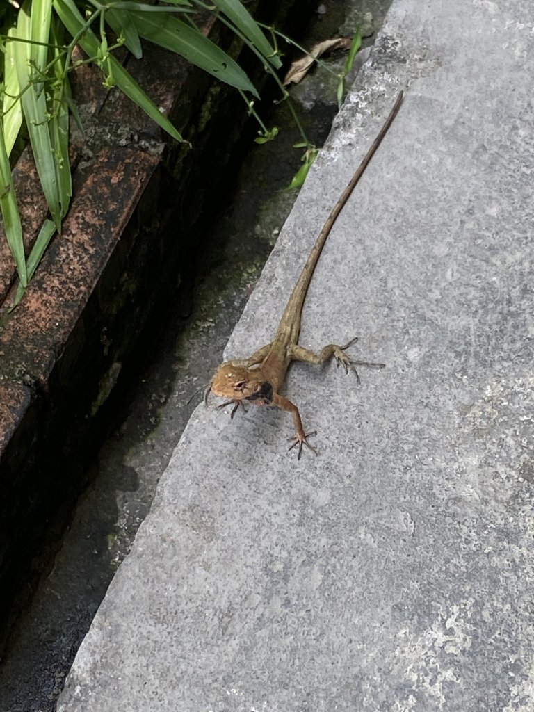 IMG_3970.jpeg
