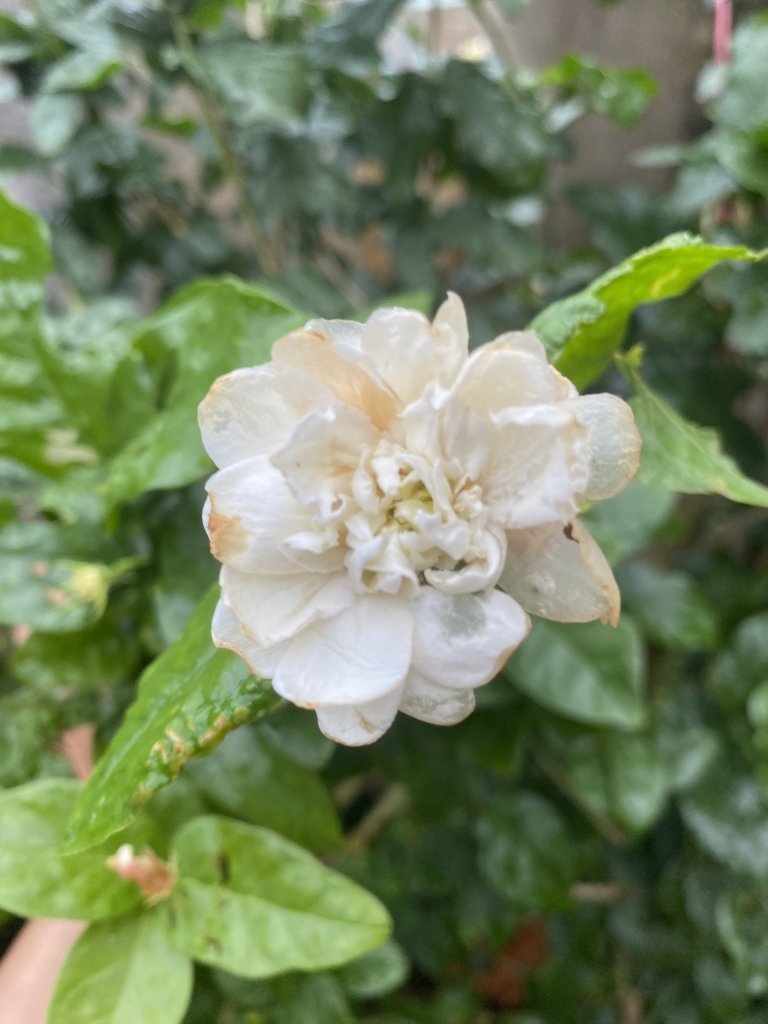IMG_3230.jpeg