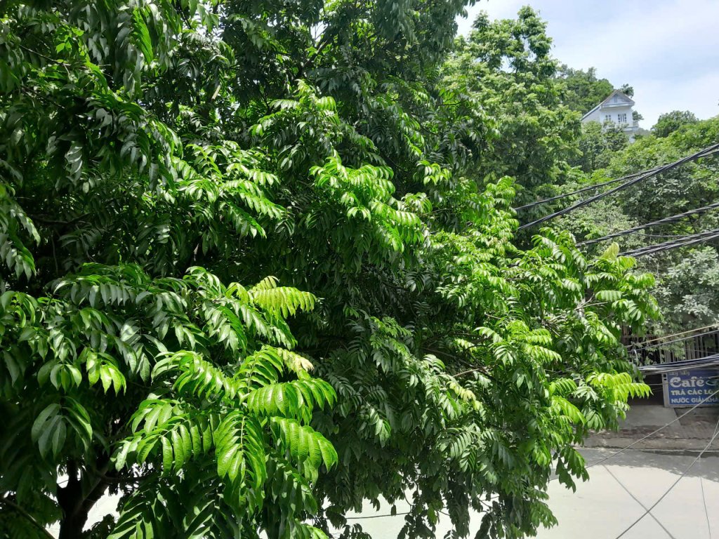 cây sấu.jpg