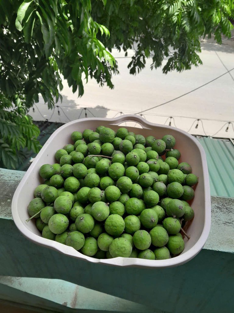 quả sấu.jpg