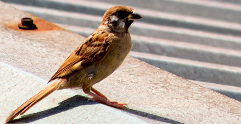 IMG_1988Crop.JPG
