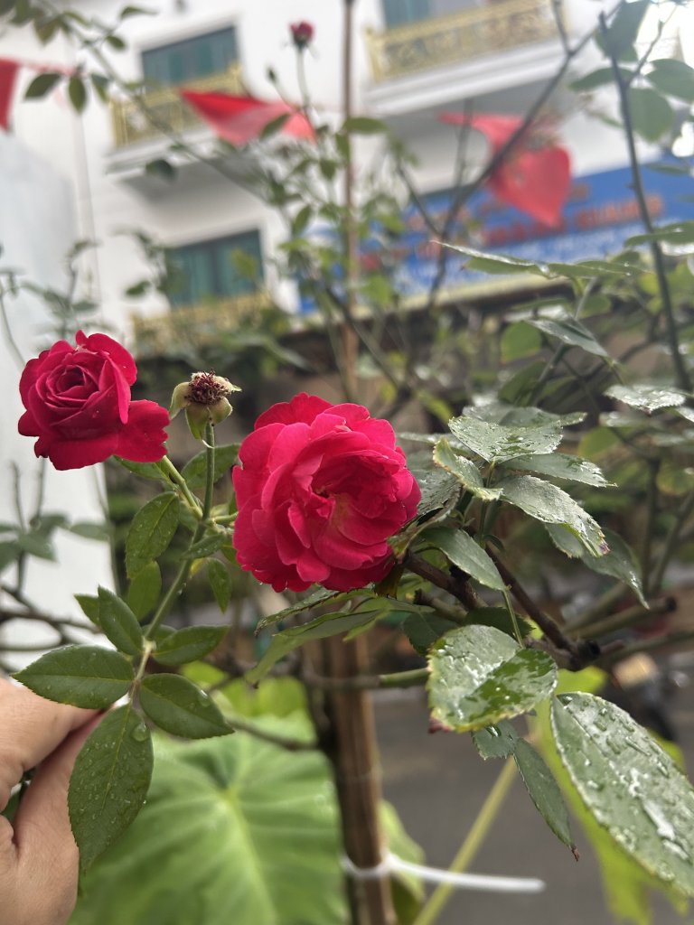 IMG_0867.jpeg