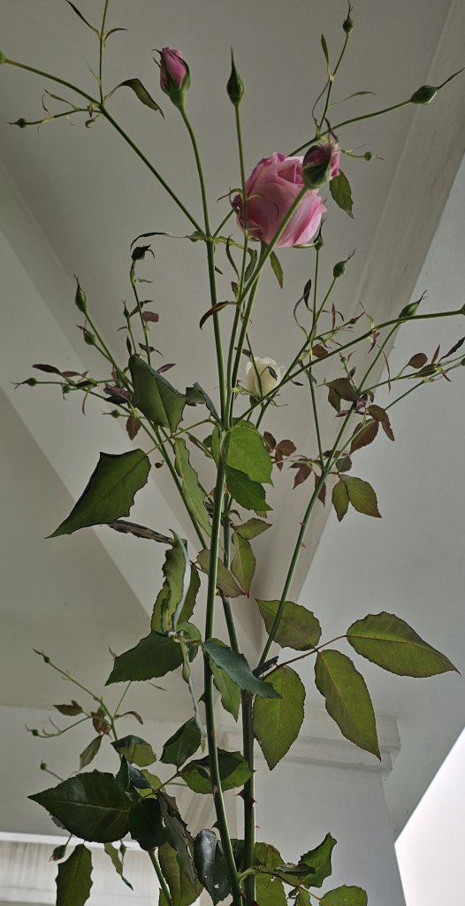 20250324_065420.jpg