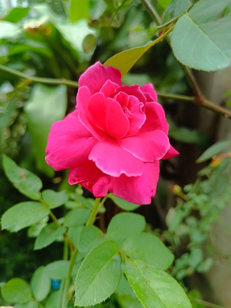 IMG_20250720_103850.jpg