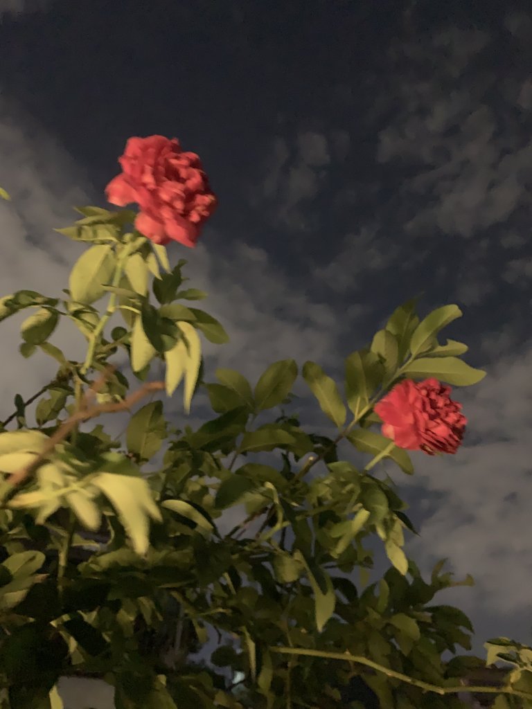 IMG_1489.jpeg