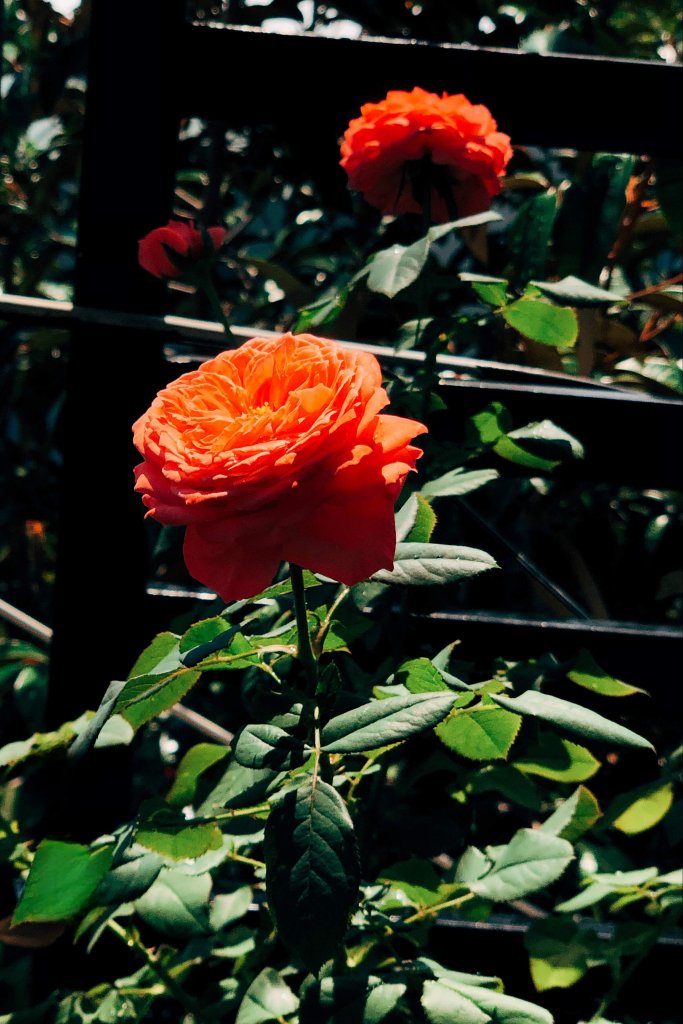 IMG_6412_Original.jpeg