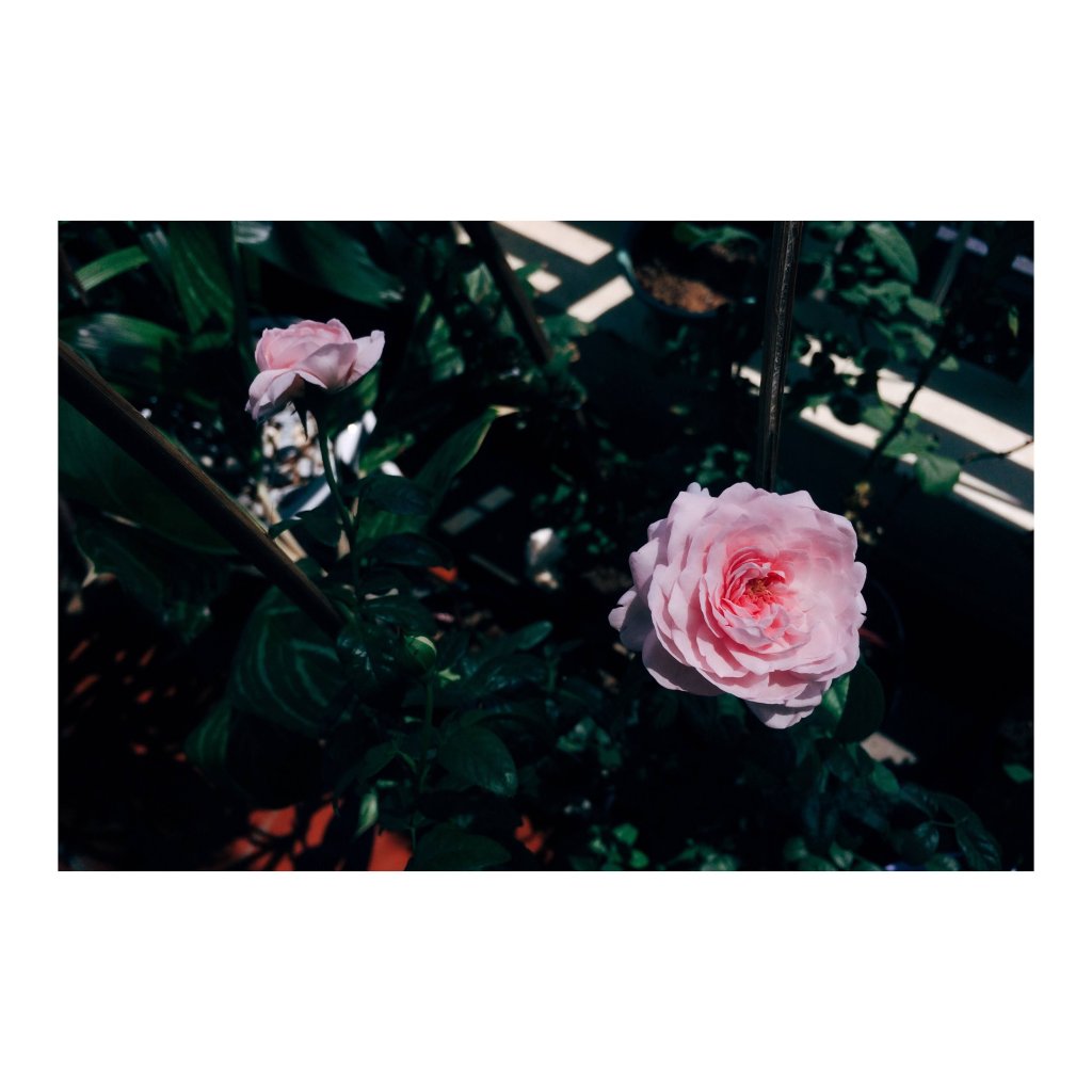 8635EBDB-C85E-42FB-9984-CDD43B6BC618_Original.jpeg
