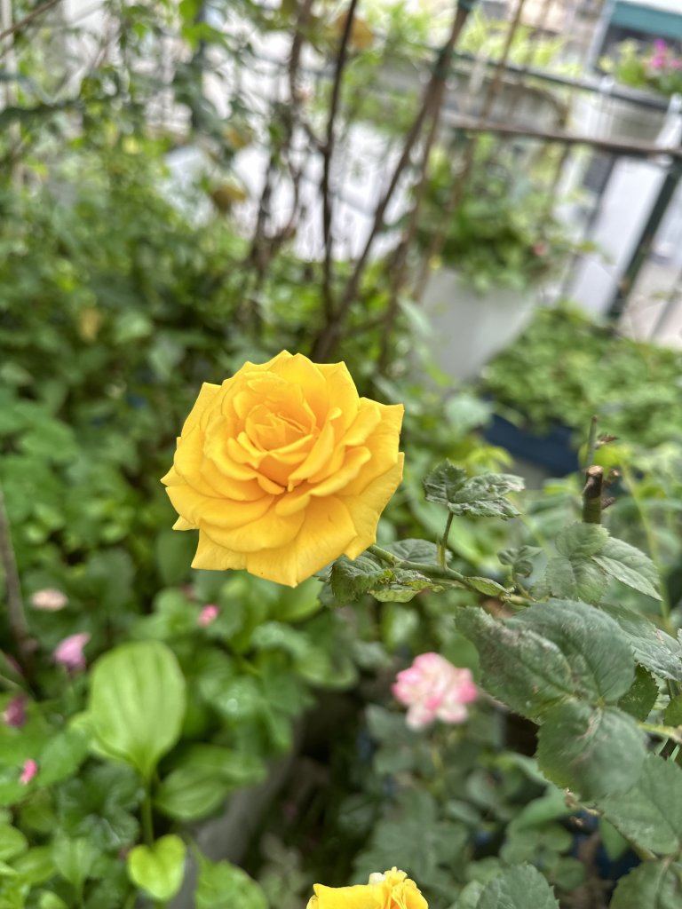 IMG_8731.jpeg