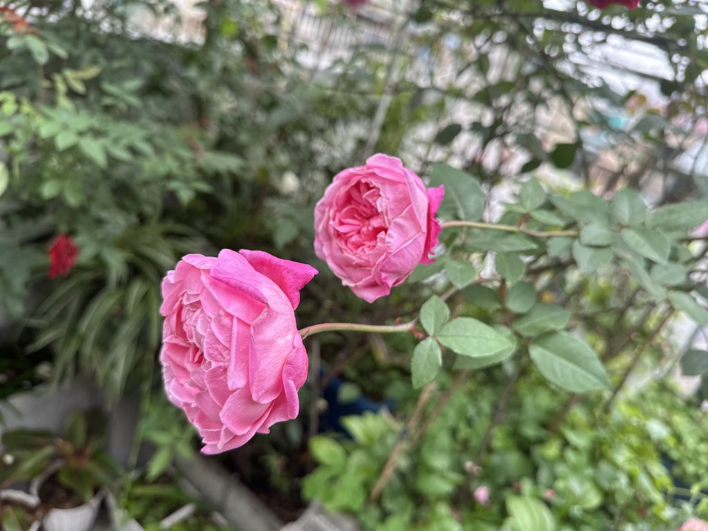 IMG_8737.jpeg