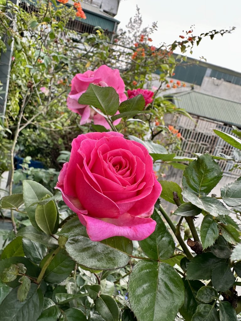 IMG_8605.jpeg