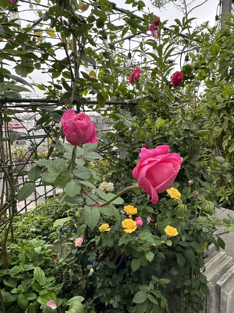 IMG_8600.jpeg