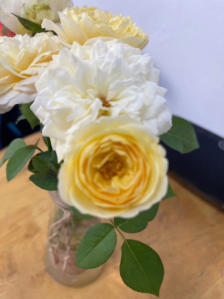 IMG_0877.jpeg