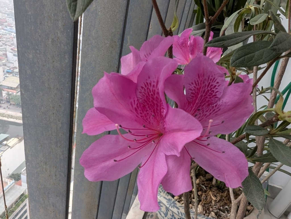 PXL_20250325_012026184.RAW-01.COVER.jpg