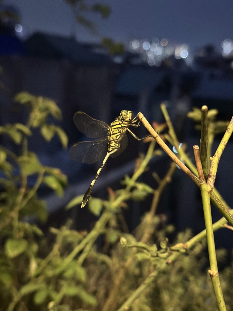 IMG_2878.jpeg