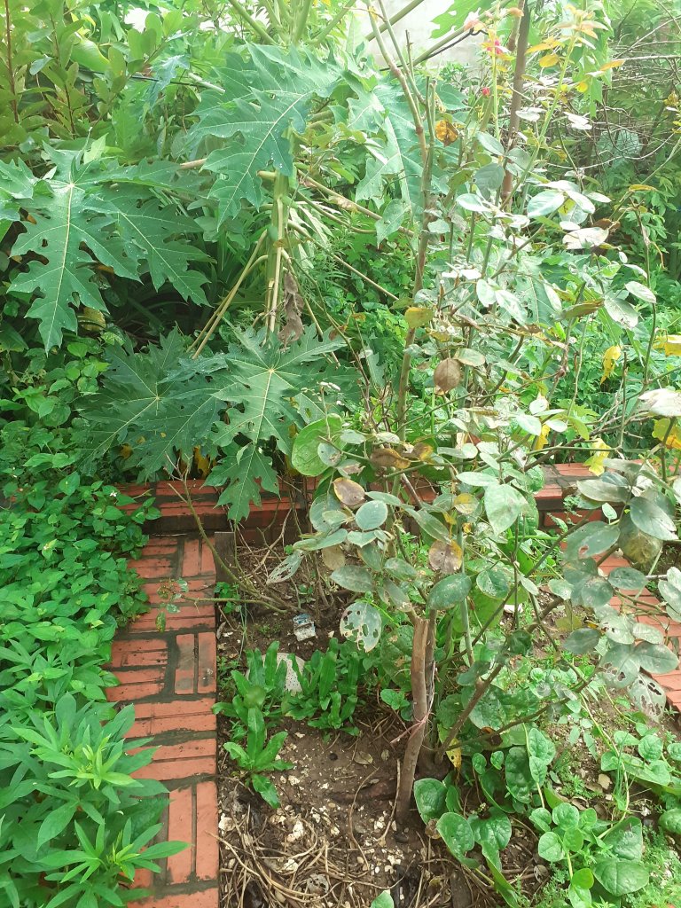 20250726_060930.jpg