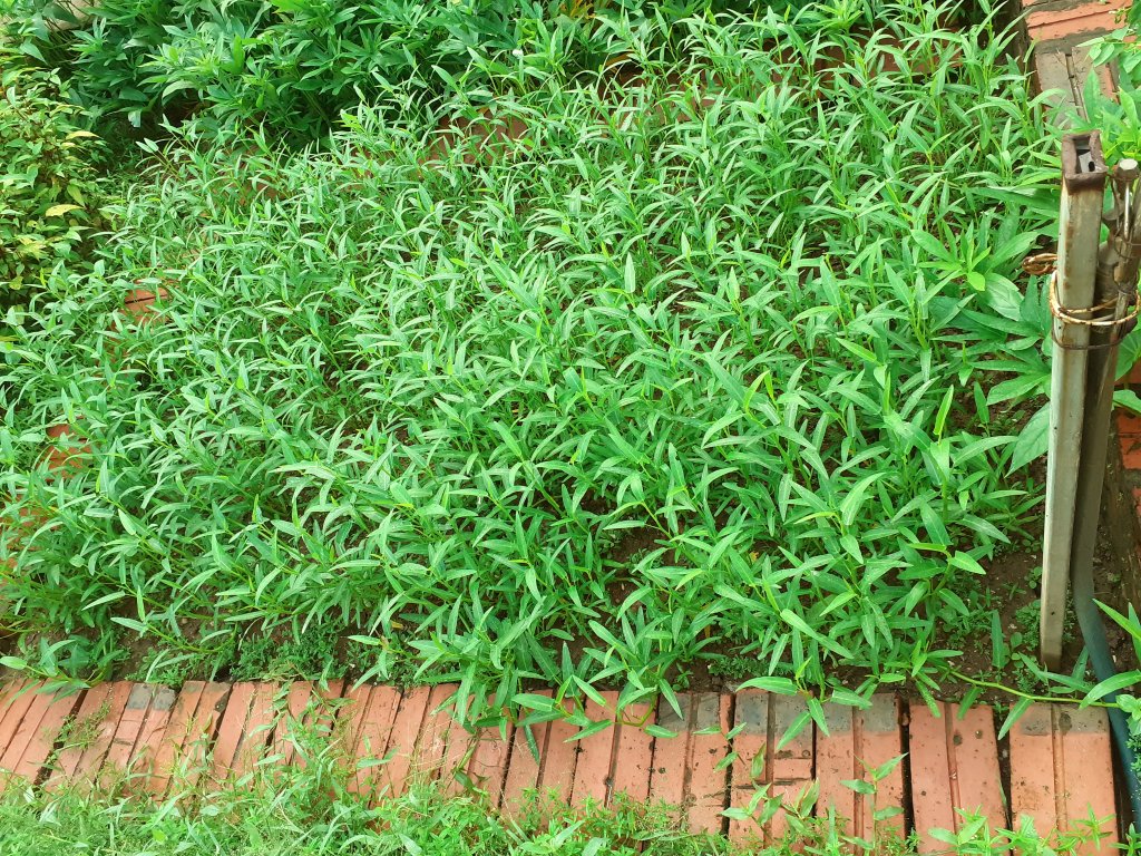 20250726_060823.jpg