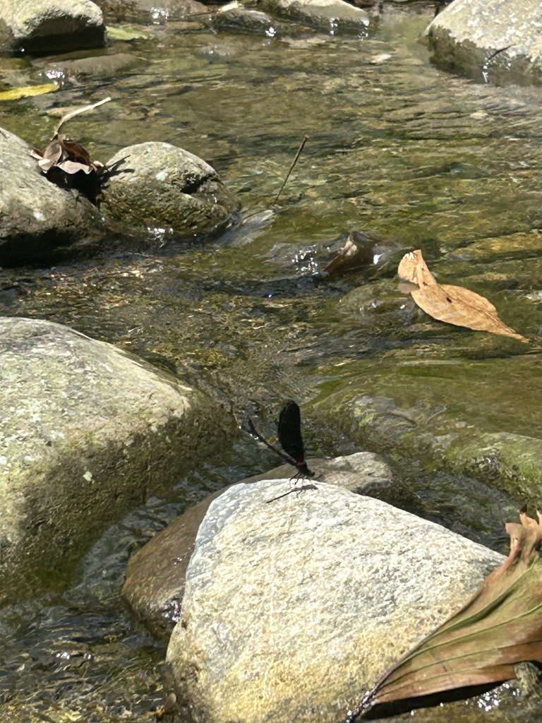 IMG_0911.jpeg