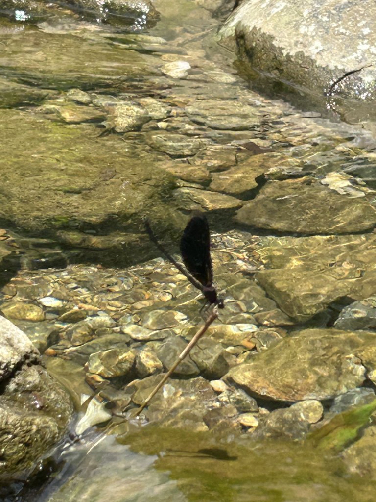 IMG_0912.jpeg