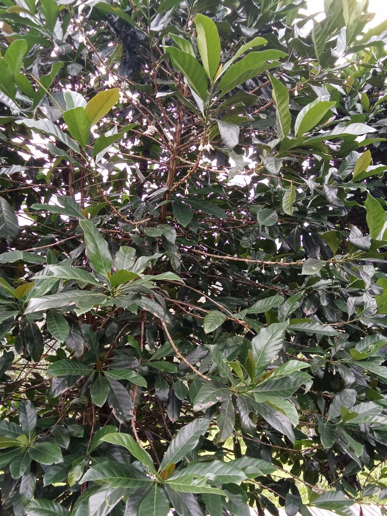 IMG20250718071023.jpg