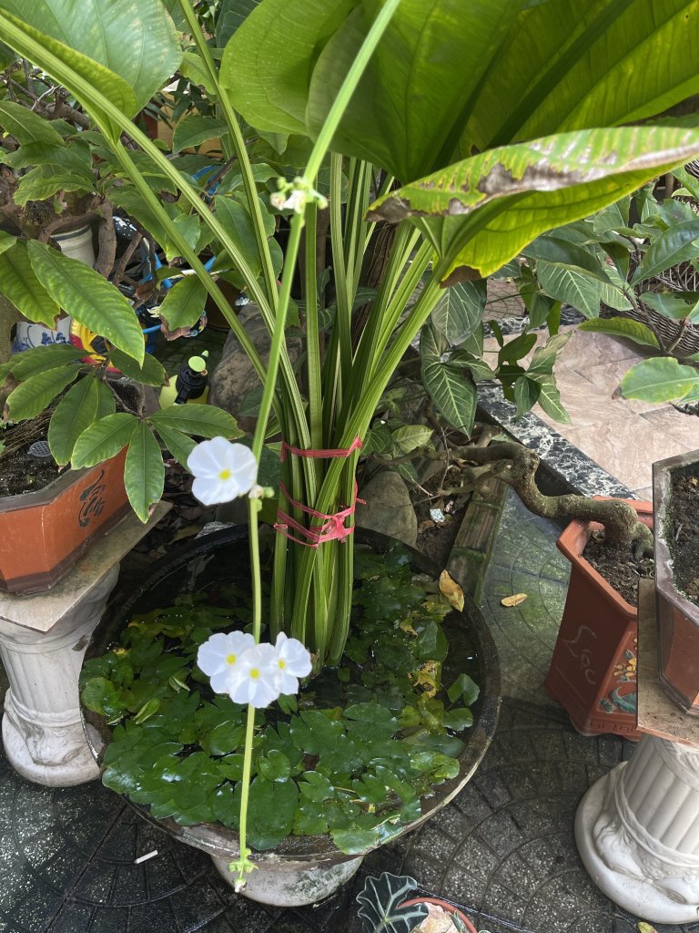 IMG_3616.jpeg