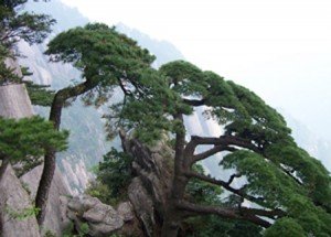 tranh-tung-bach1-300x215.jpg