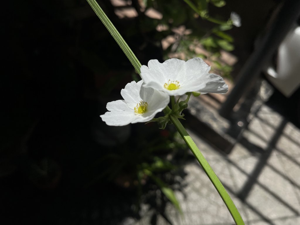 IMG_3617.jpeg