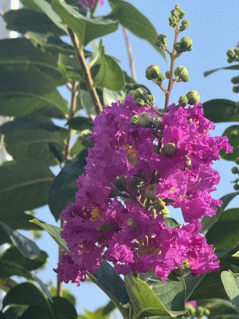 IMG_4300.jpeg