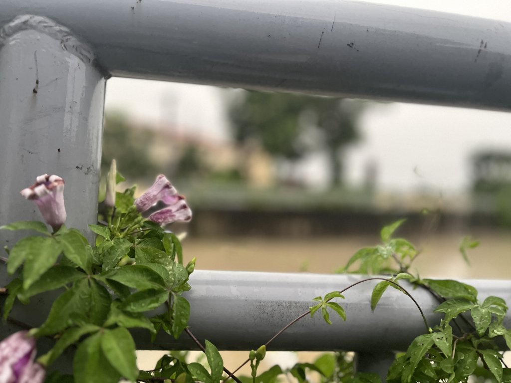 IMG_1943.jpeg
