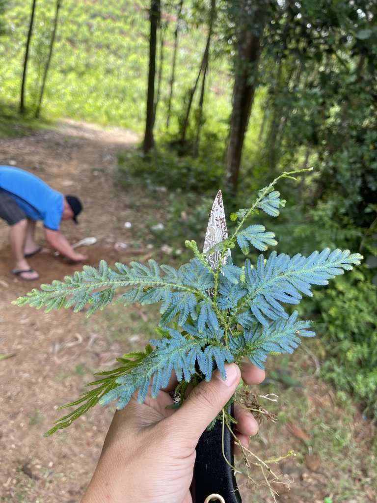 IMG_6345.jpeg