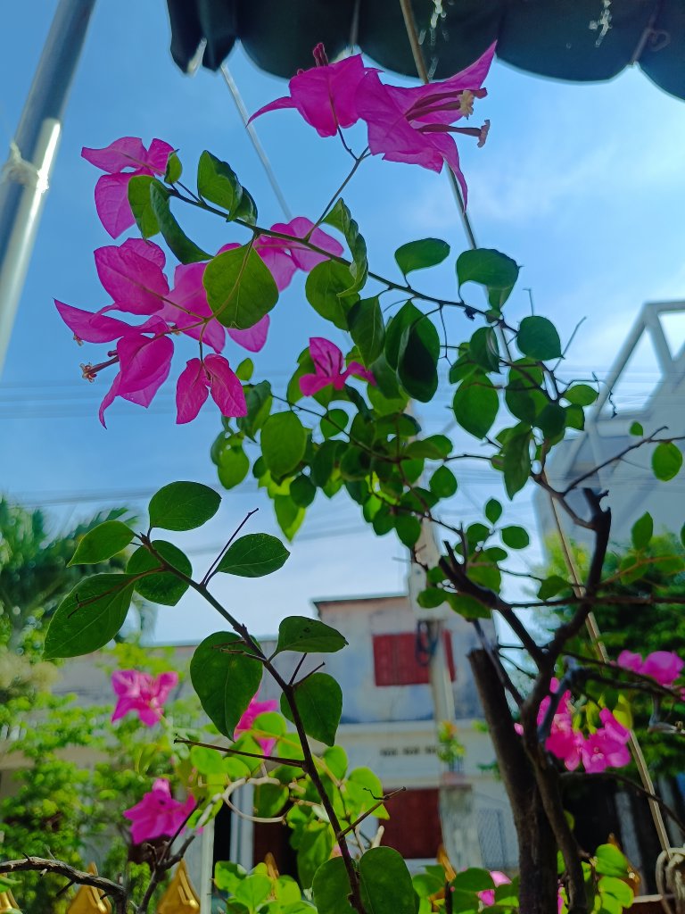 IMG_20250807_085219.jpg