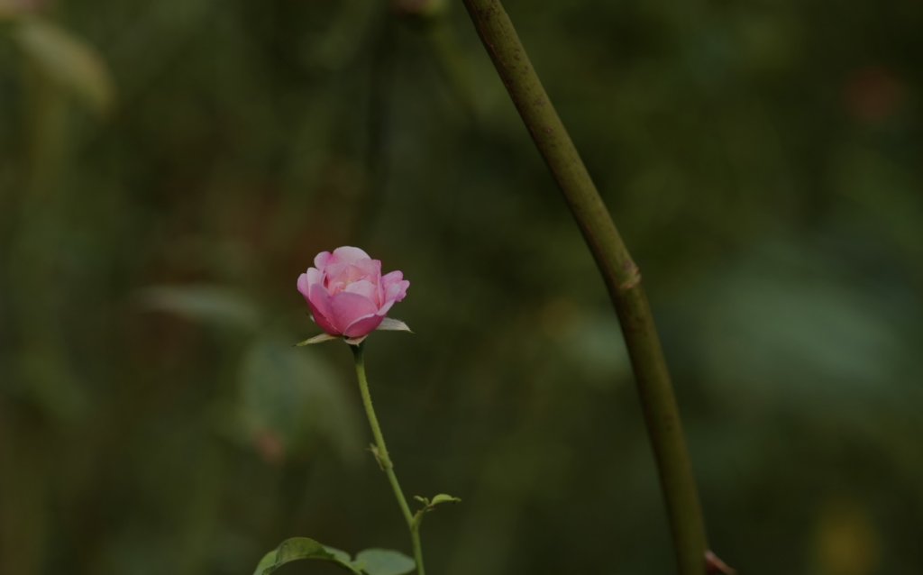 preview_DL11050441.jpg